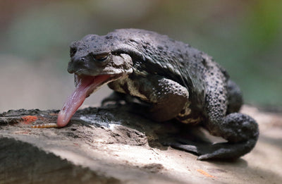 Amphibians