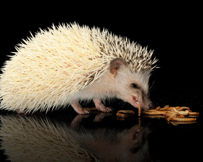 Mammals & Exotic Pets