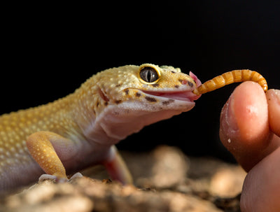 Reptiles