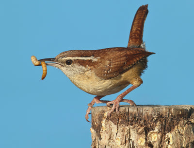 Wild Birds