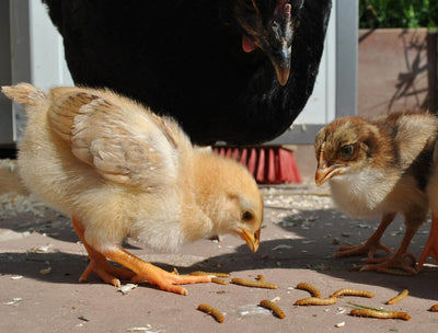 Chickens & Poultry