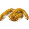 Four mealworm larvae (Tenebrio Molitor) on a white background