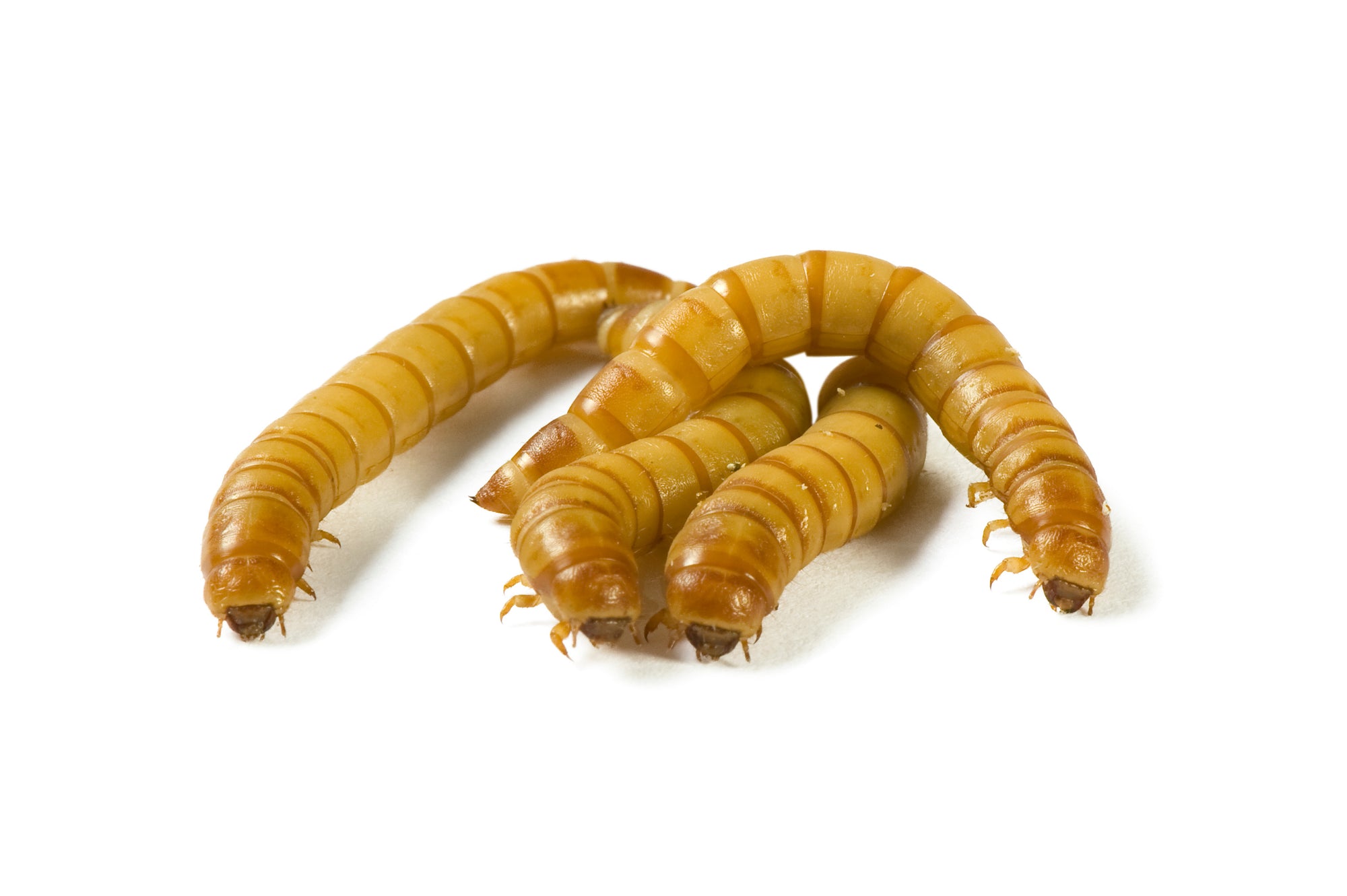 Four mealworm larvae (Tenebrio Molitor) on a white background