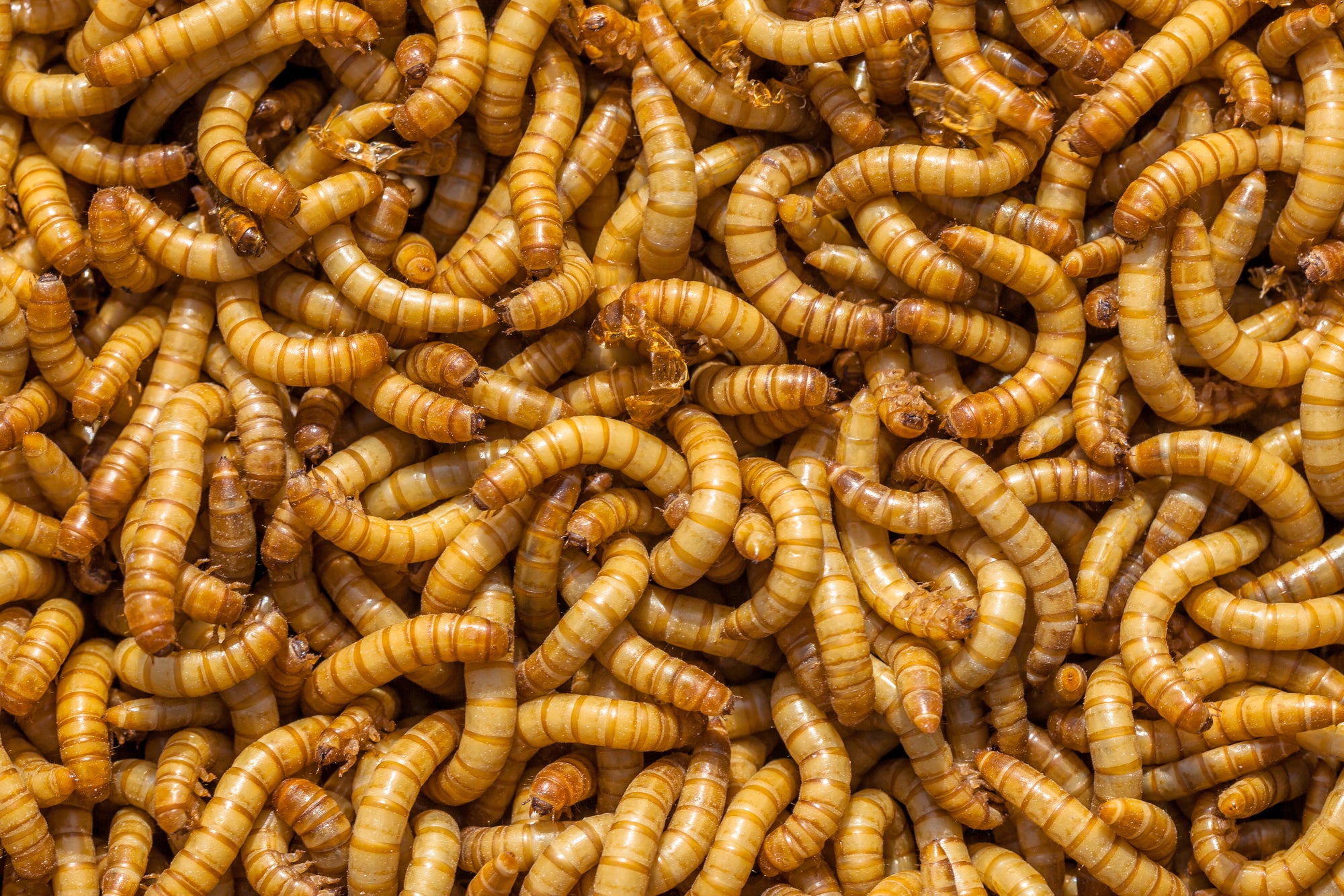 Close-up of a large pile of yellow mealworms (Tenebrio Molitor)