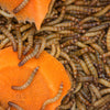Mealworms (Tenebrio Molitor) eating carrot slices