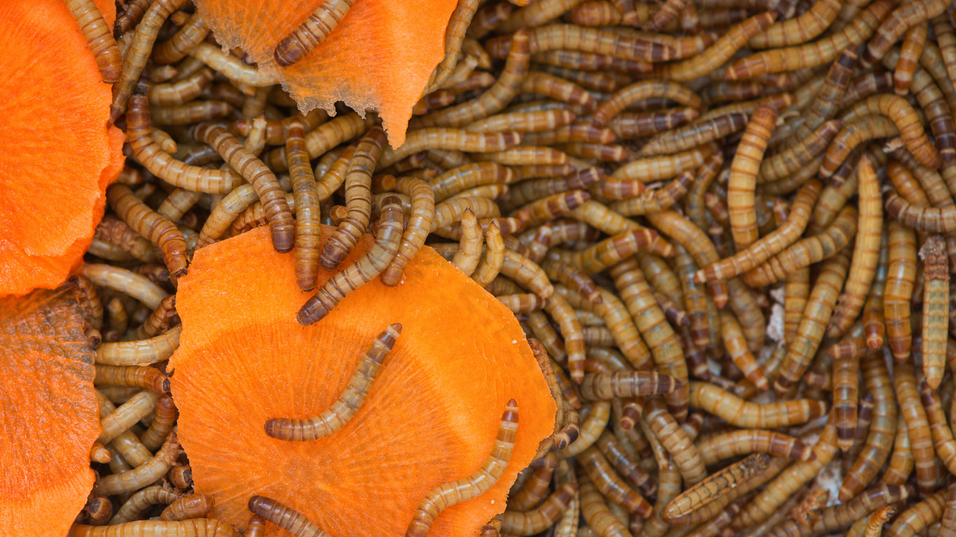 Mealworms (Tenebrio Molitor) eating carrot slices