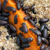 Tenebrio Molitor beetles (Insects) feeding on a carrot slice with a natural background