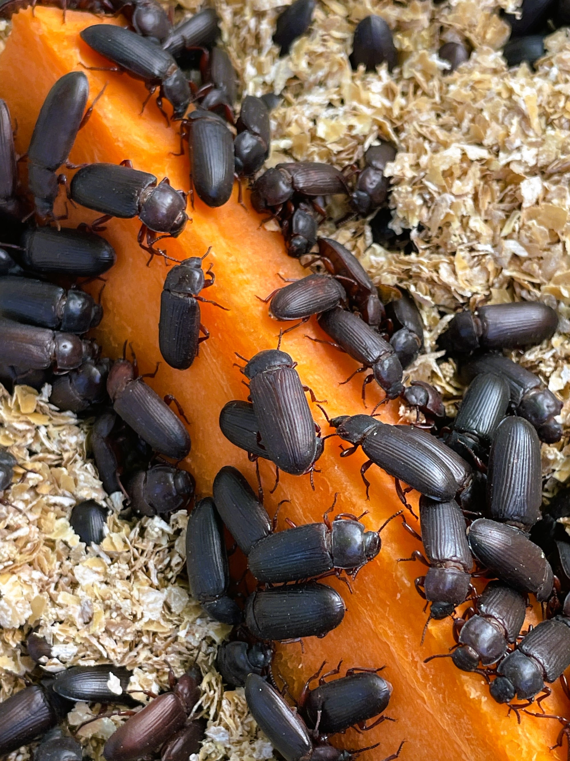 Tenebrio Molitor beetles (Insects) feeding on a carrot slice with a natural background
