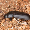 Black Tenebriod (Darkling) beetle on a natural background