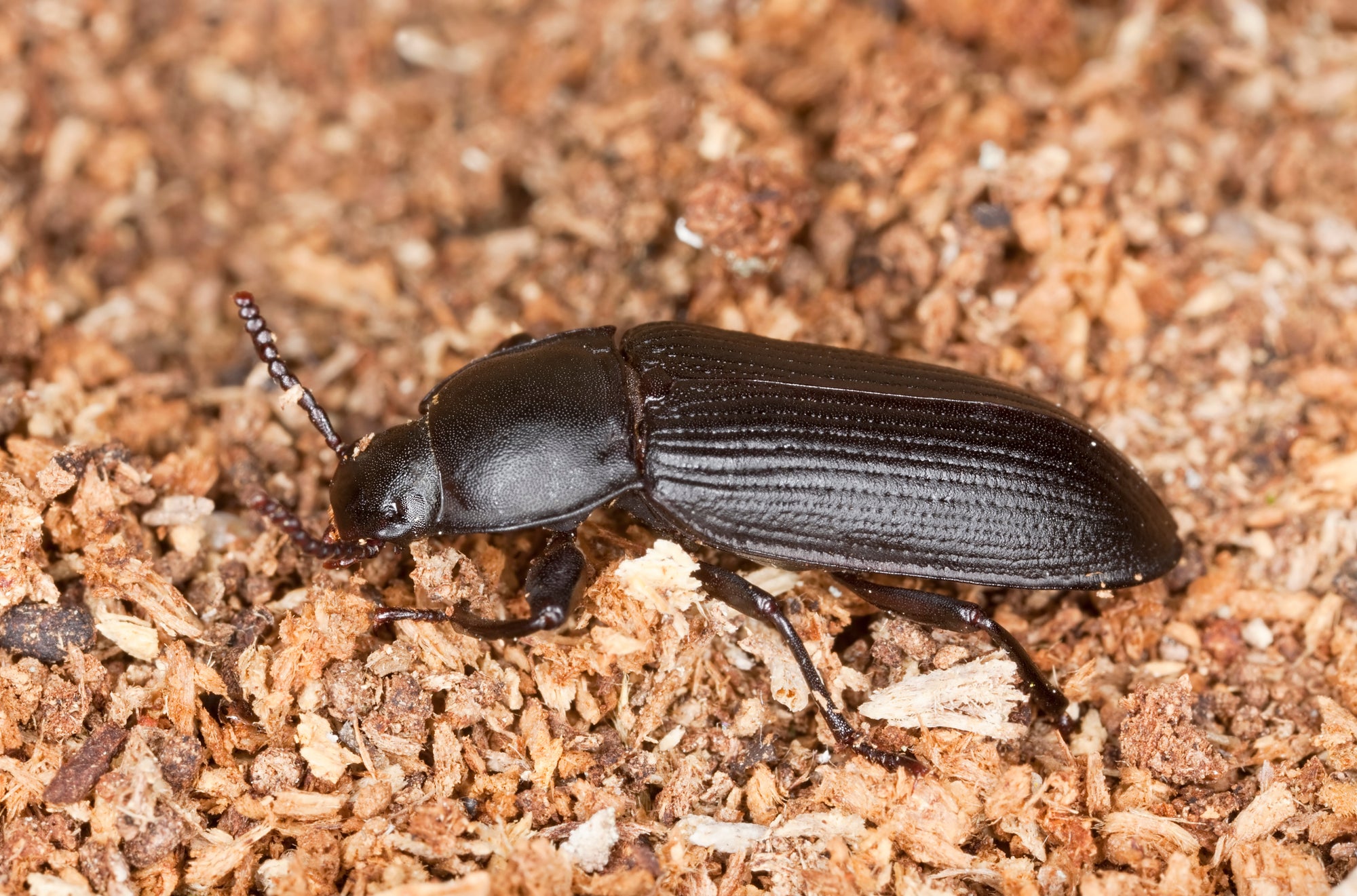 Black Tenebriod (Darkling) beetle on a natural background