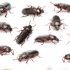 Close-up of Tenebrio Molitor (mealworm) beetles shown at different angles on a white background