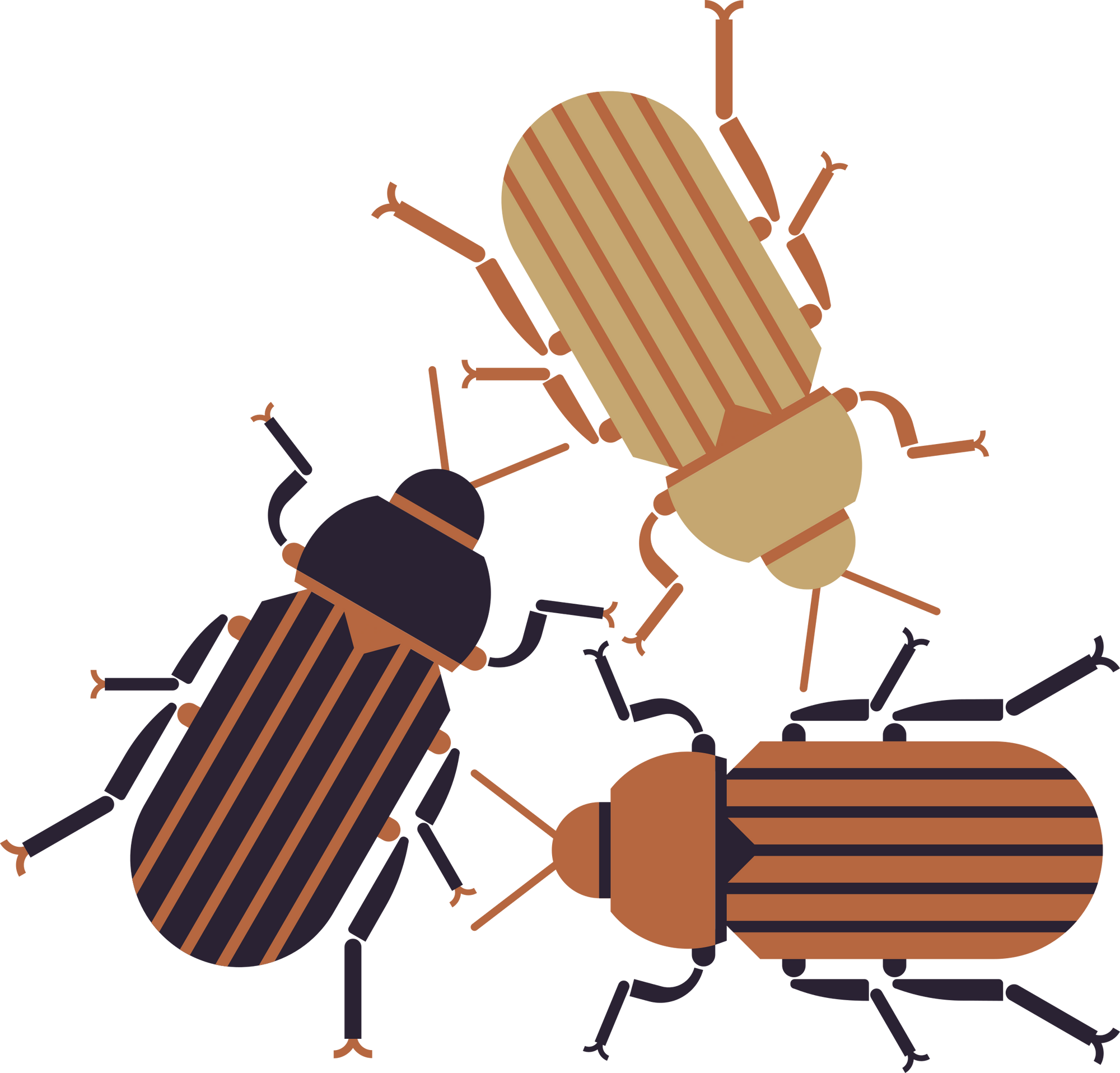 Three illustrated beetles (Tenebrio Molitor) with striped wing indentation patterns on a white background