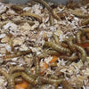 Video of mealworm larvae (mealworms) scientific name Tenebrio Molitor moving in their enclosure and eating a carrot and 