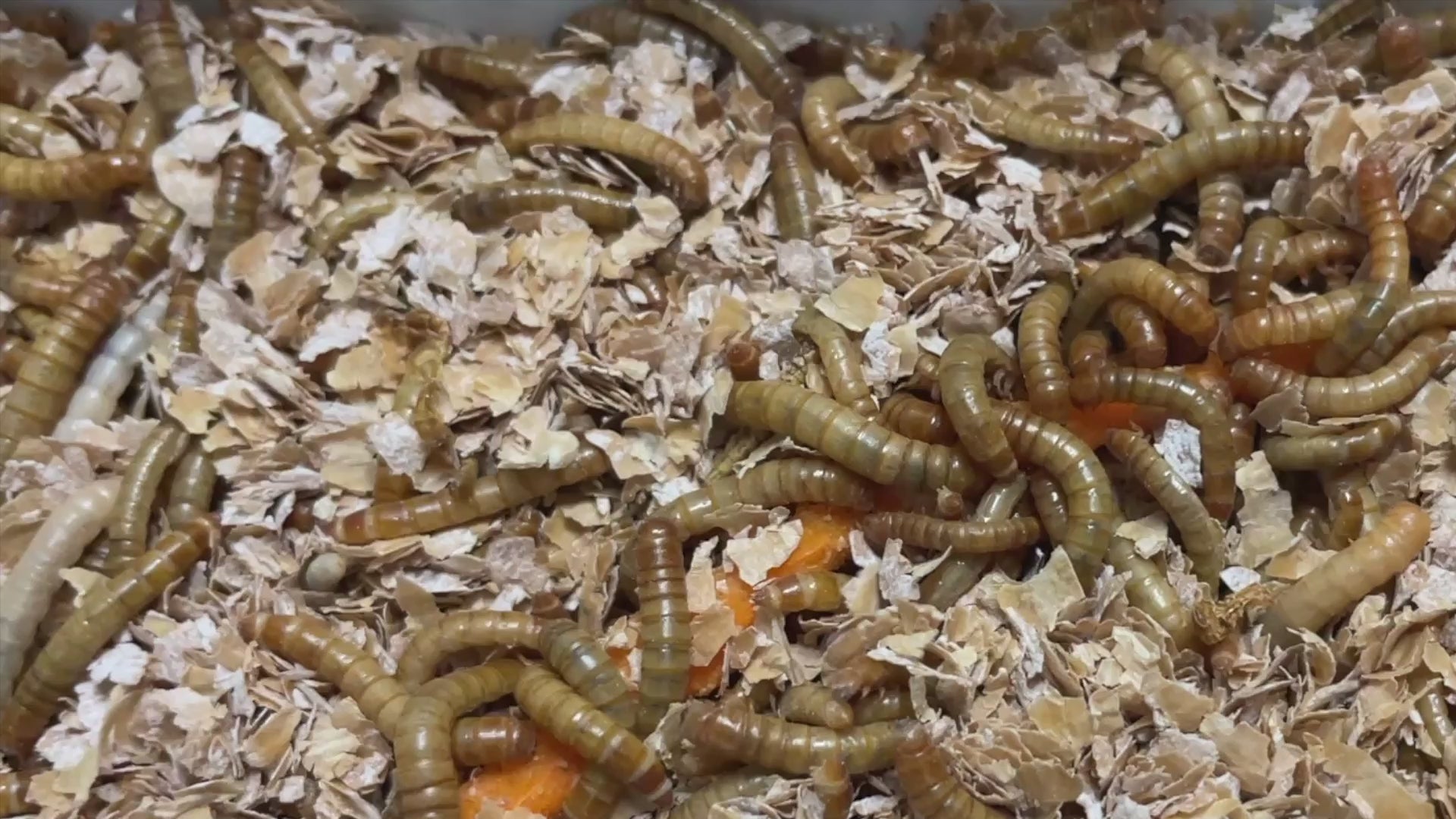 Video of mealworm larvae (mealworms) scientific name Tenebrio Molitor moving in their enclosure and eating a carrot and 