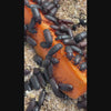 Video of Tenebrio Molitor (mealworm) beetles feeding on a carrot with natural background.