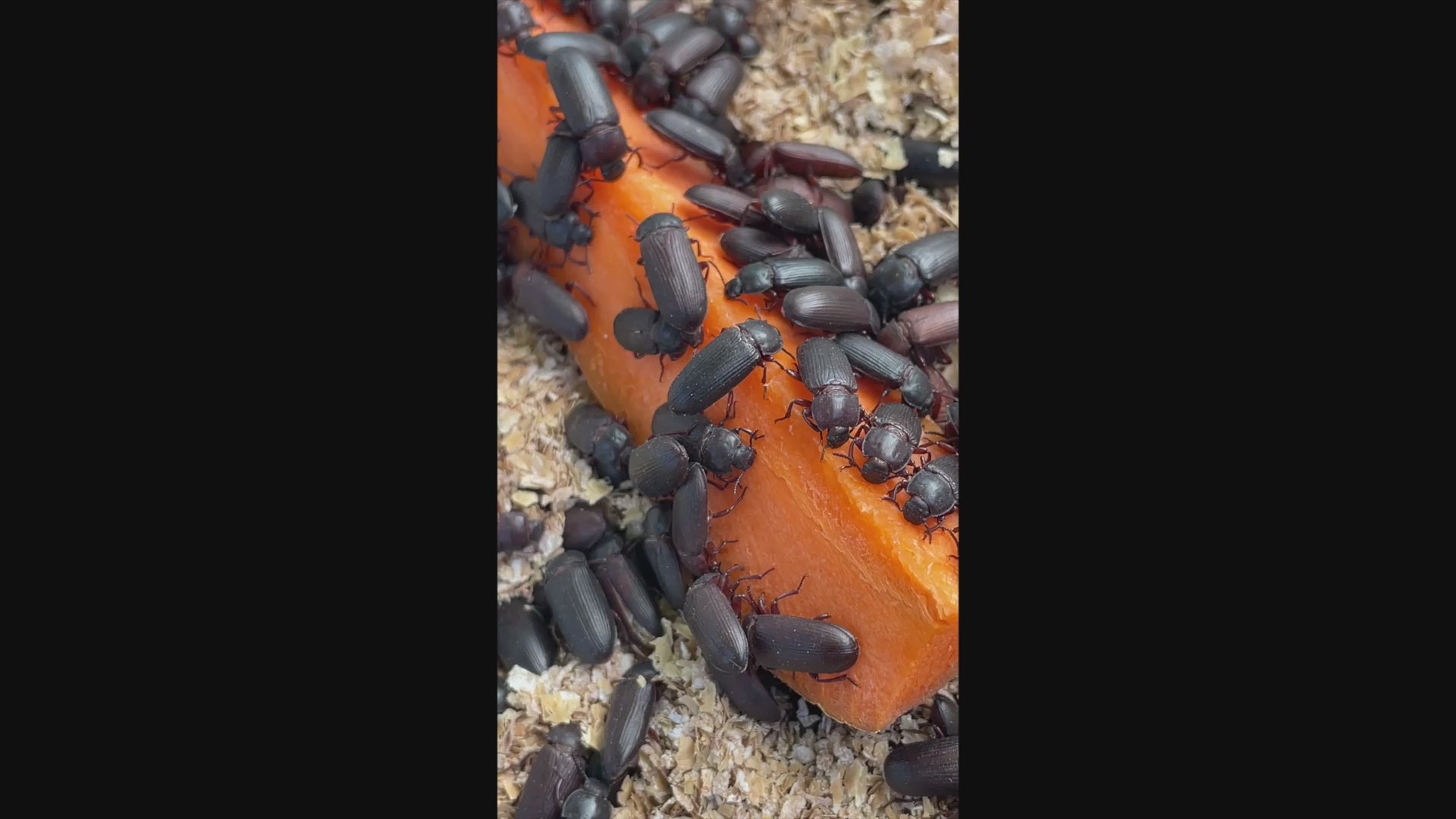 Video of Tenebrio Molitor (mealworm) beetles feeding on a carrot with natural background.